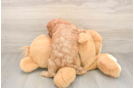 Cavapoo Puppy for Adoption