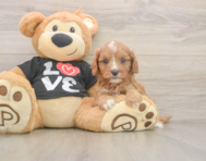 7 week old Cavapoo Puppy For Sale - Puppy Love PR