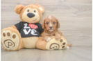 Funny Cavapoo Poodle Mix Pup