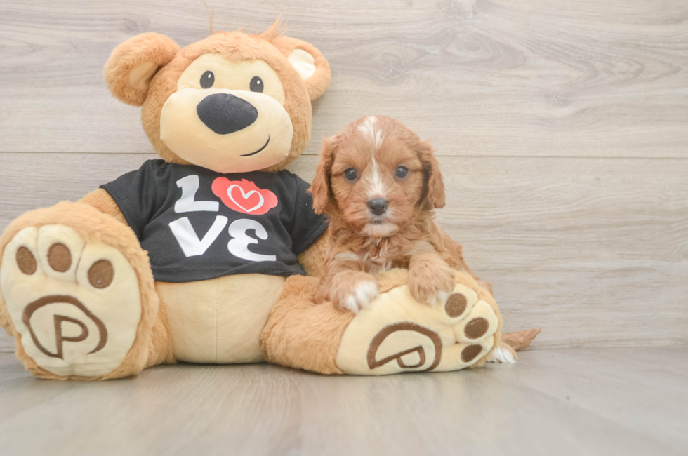 5 week old Cavapoo Puppy For Sale - Puppy Love PR