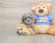 7 week old Cavapoo Puppy For Sale - Puppy Love PR