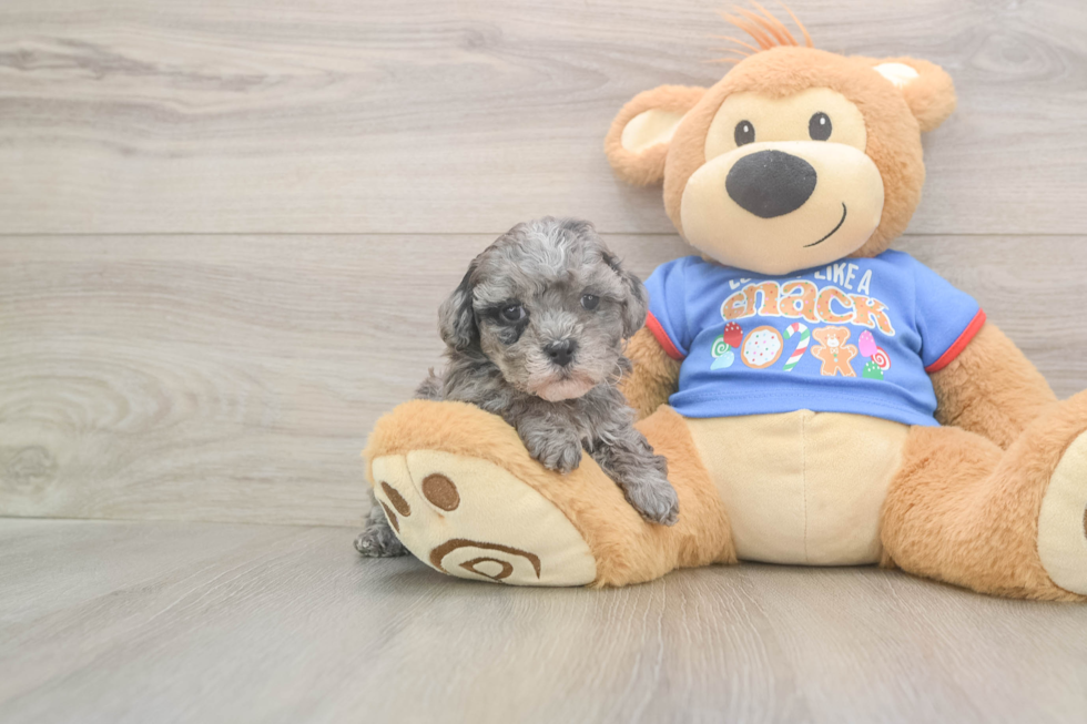 Cavapoo Pup Being Cute