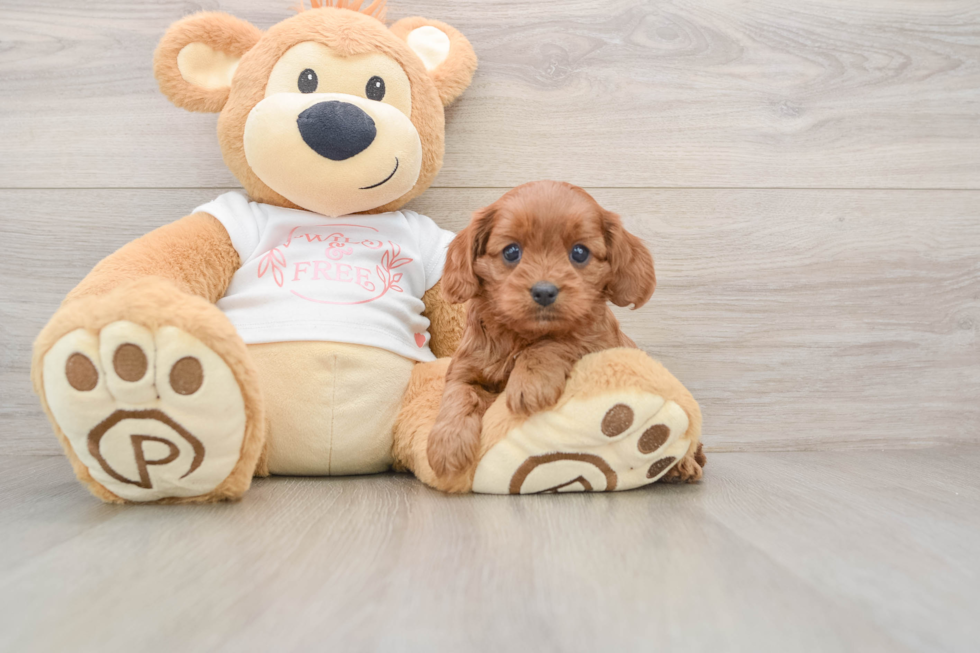 Cavapoo Puppy for Adoption