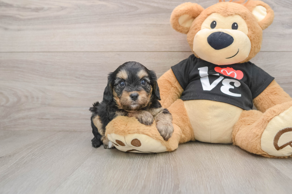 Cavapoo Pup Being Cute