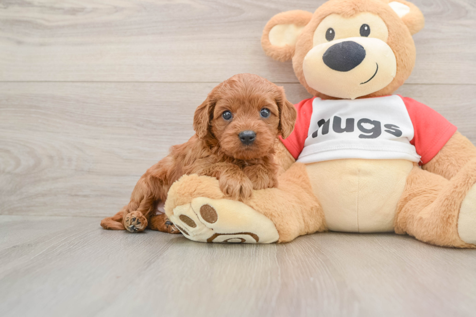 Adorable Cavalier King Charles Spaniel and Poodle Mix Poodle Mix Puppy