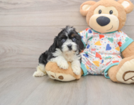 8 week old Cavapoo Puppy For Sale - Puppy Love PR