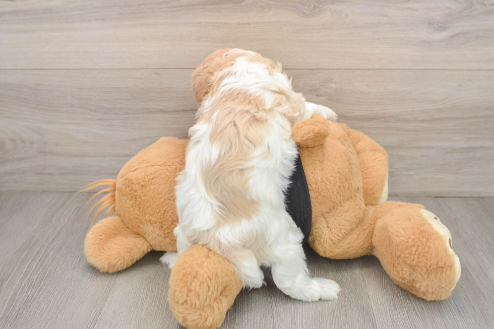 Cavapoo Pup Being Cute