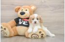 Cavapoo Puppy for Adoption