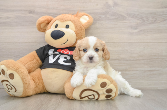 Cavapoo Puppy for Adoption