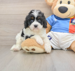 7 week old Cavapoo Puppy For Sale - Puppy Love PR
