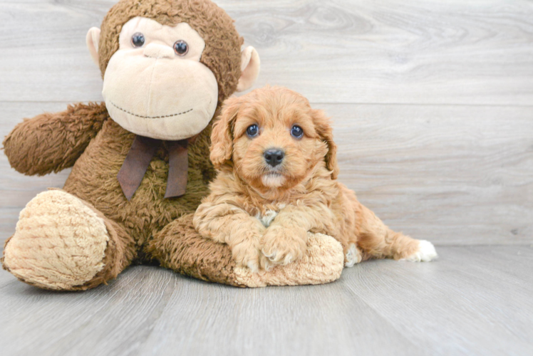 Cavapoo Puppy for Adoption