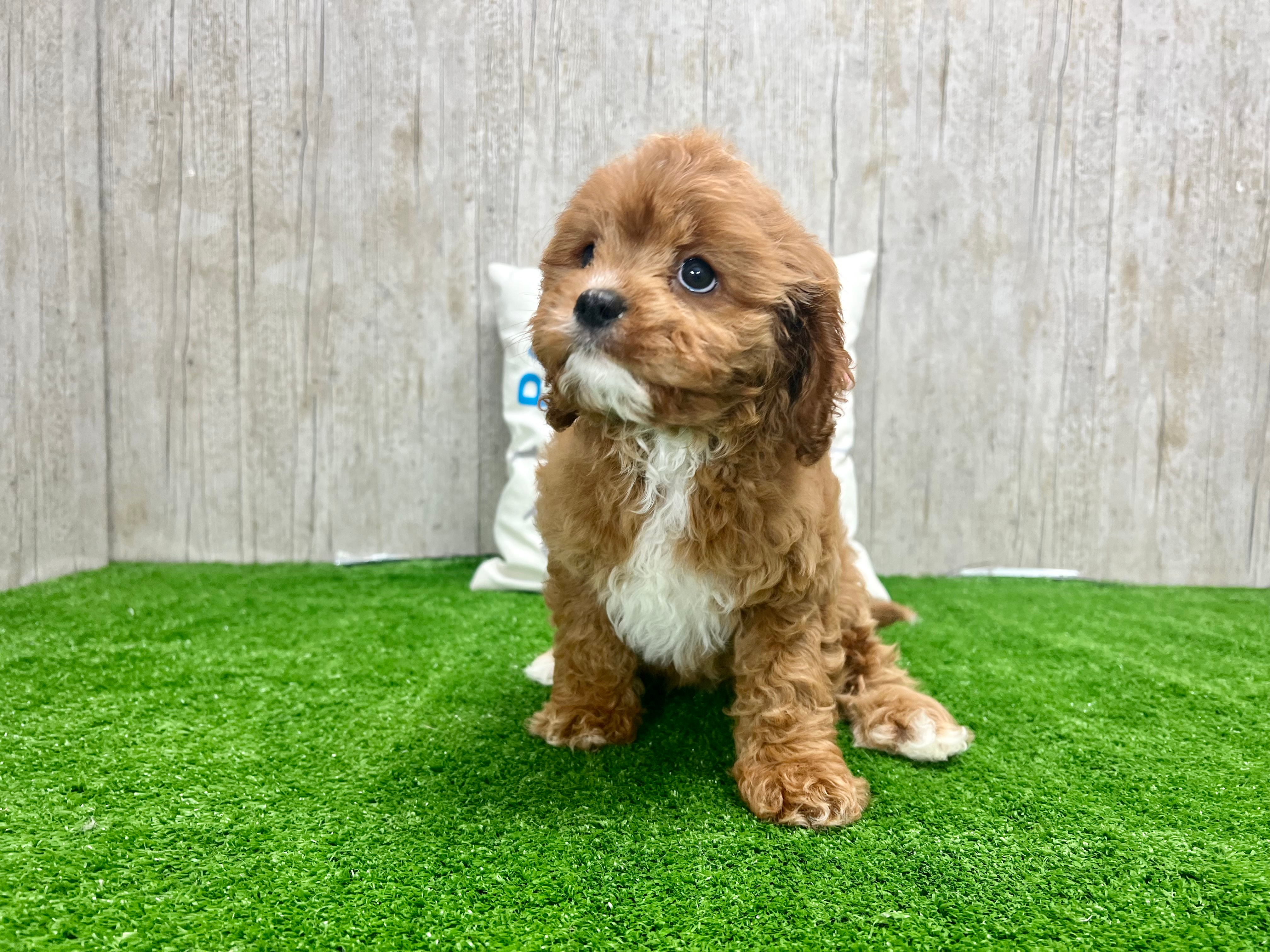 Best Cavapoo Baby