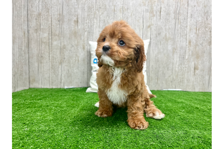 Meet Willow - our Cavapoo Puppy Photo 1/4 - Puppy Love PR Best Cavapoo Baby