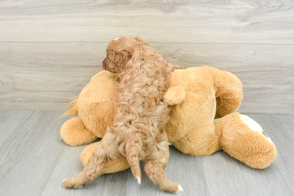 Best Cavapoo Baby