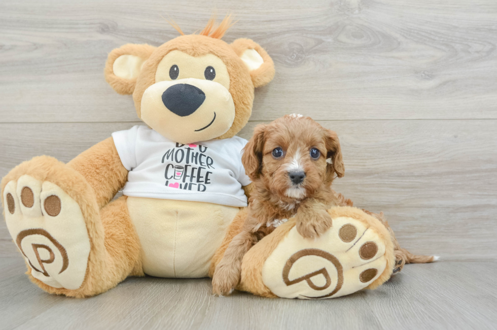 7 week old Cavapoo Puppy For Sale - Puppy Love PR