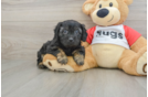 Playful Cavapoodle Poodle Mix Puppy