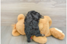 Friendly Cavapoo Baby