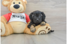 Adorable Cavalier King Charles Spaniel and Poodle Mix Poodle Mix Puppy