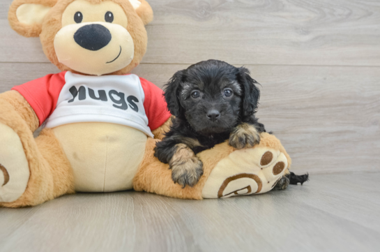 Adorable Cavalier King Charles Spaniel and Poodle Mix Poodle Mix Puppy