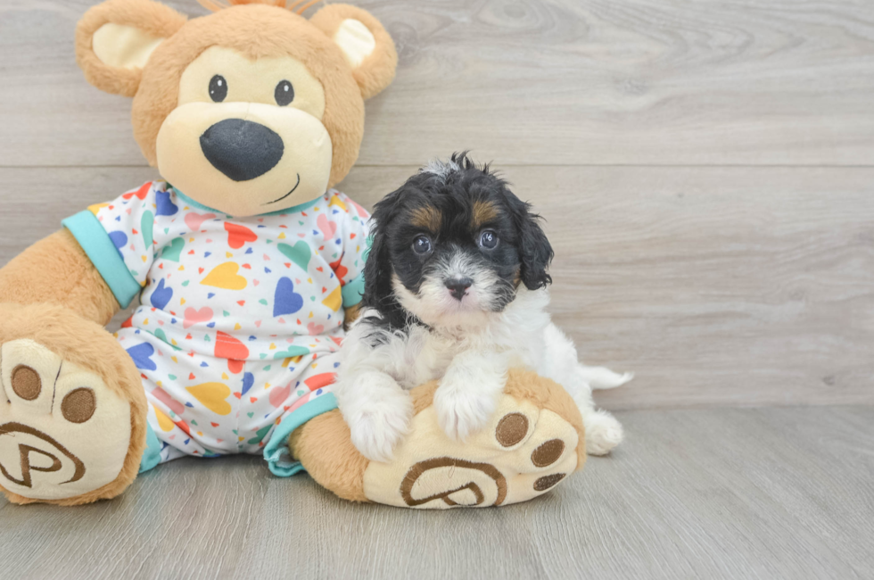 6 week old Cavapoo Puppy For Sale - Puppy Love PR