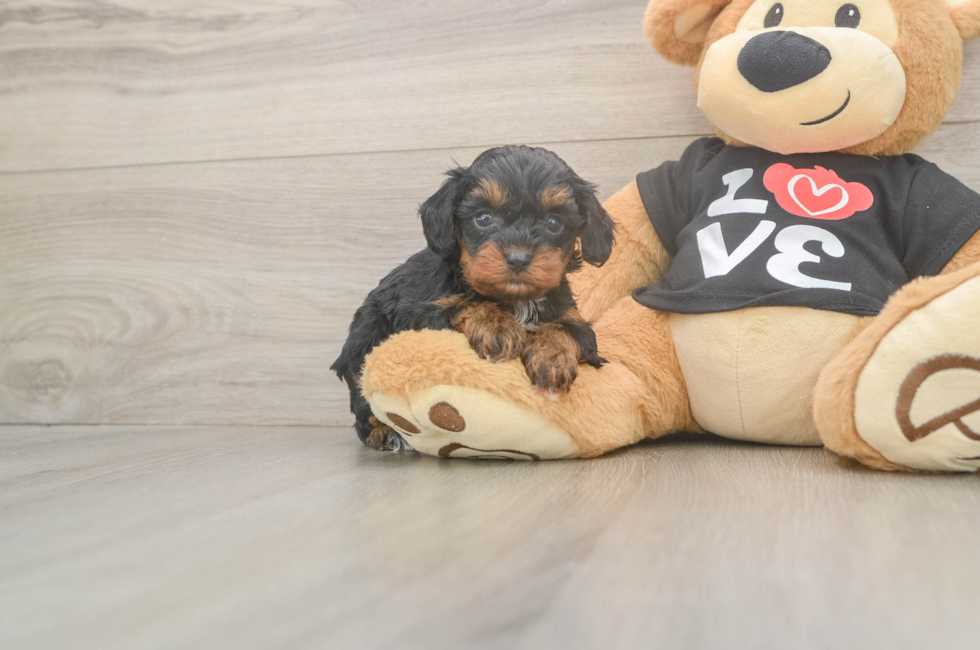 5 week old Cavapoo Puppy For Sale - Puppy Love PR