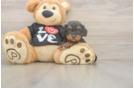 Cavapoo Puppy for Adoption