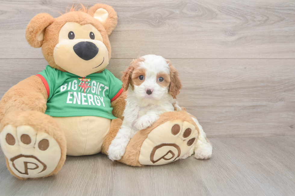 5 week old Cavapoo Puppy For Sale - Puppy Love PR