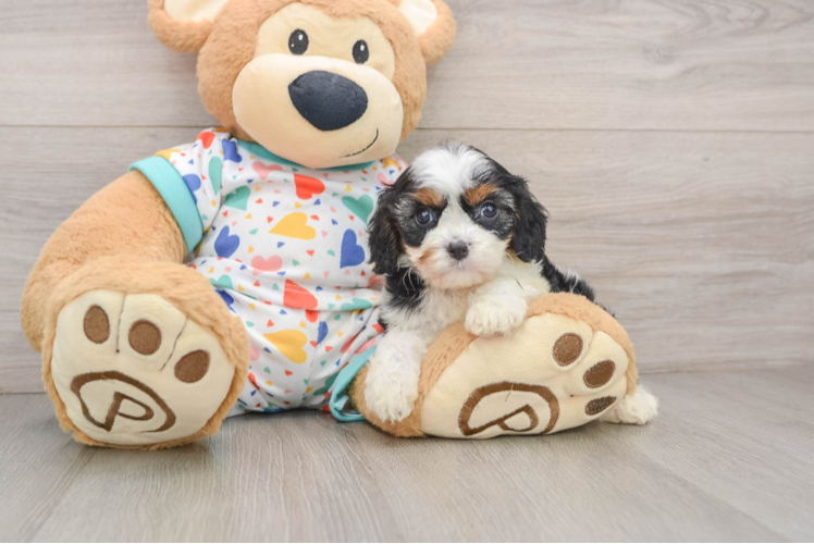 Cavapoo Puppy for Adoption