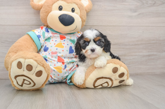 Cavapoo Puppy for Adoption