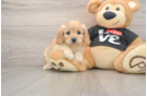 Cavapoo Pup Being Cute