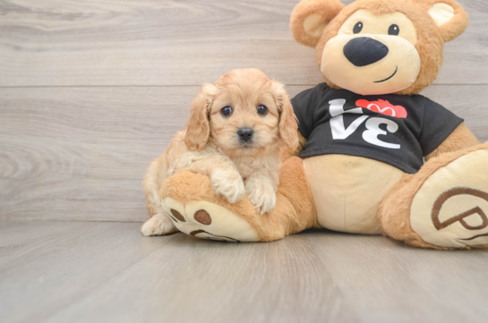 Cavapoo Pup Being Cute