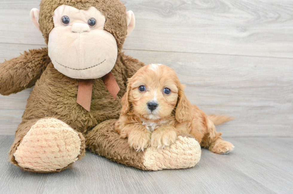 6 week old Cavapoo Puppy For Sale - Puppy Love PR