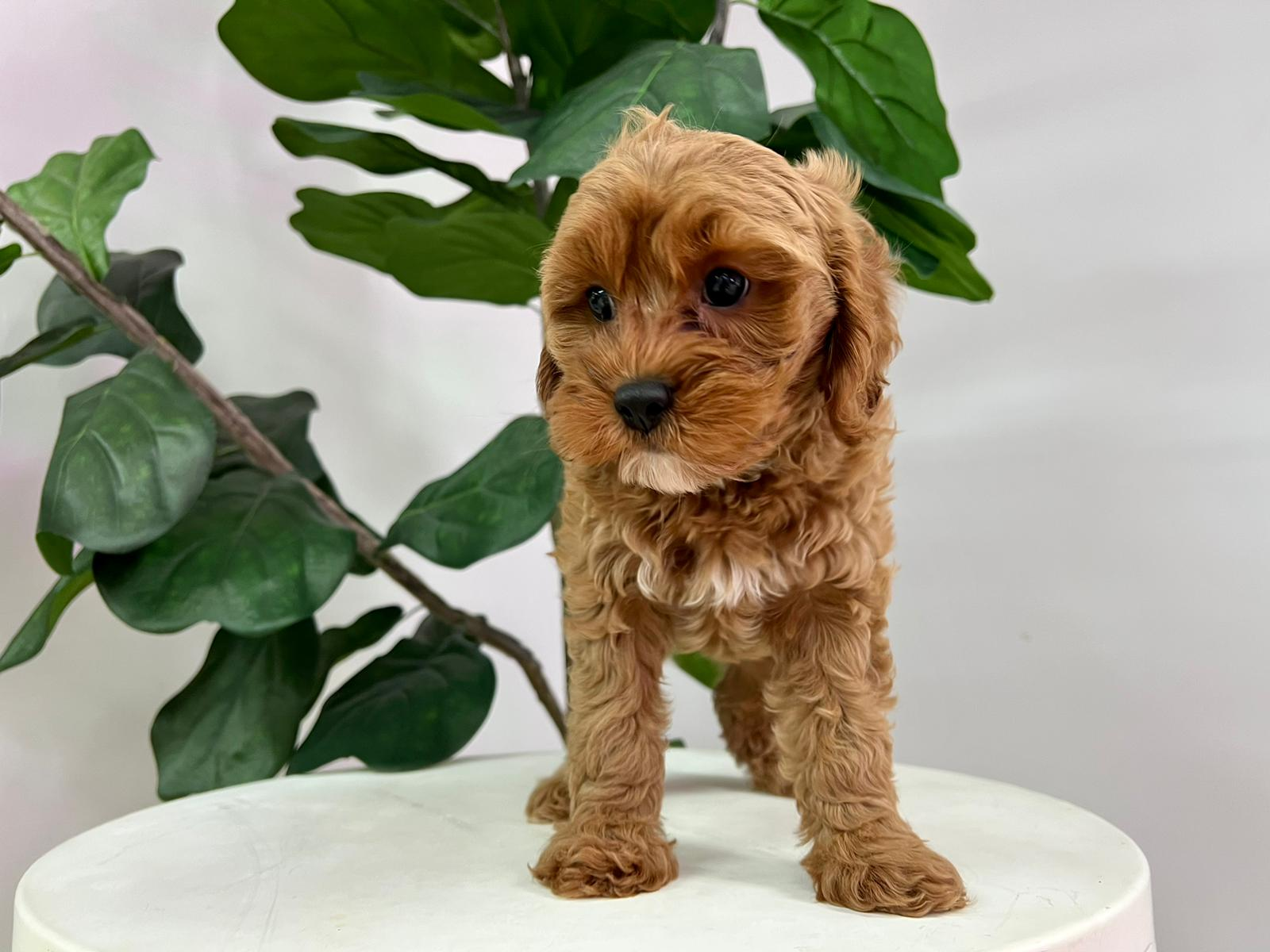 Cute Cavapoo Baby