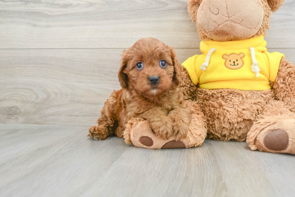 Cavapoo Puppy for Adoption