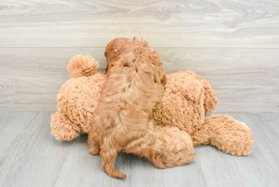 Fluffy Cavapoo Poodle Mix Pup