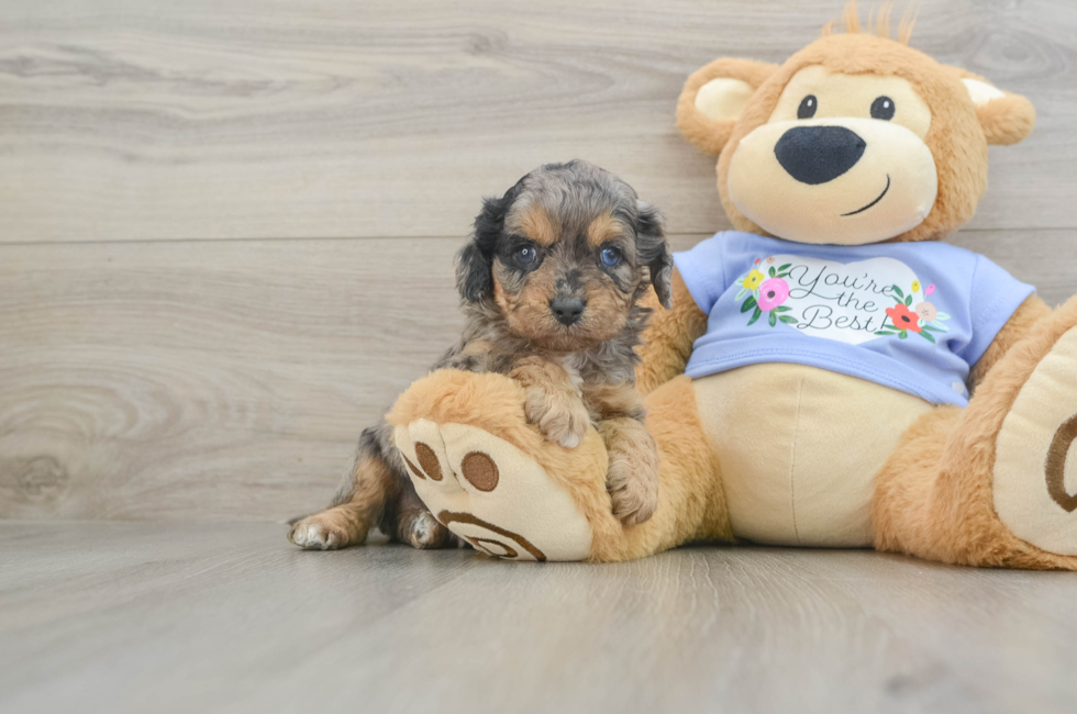 6 week old Cavapoo Puppy For Sale - Puppy Love PR