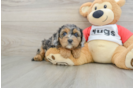 Fluffy Cavapoo Poodle Mix Pup