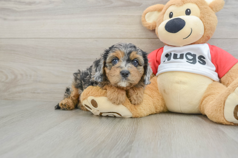 Fluffy Cavapoo Poodle Mix Pup