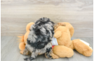 Best Cavapoo Baby