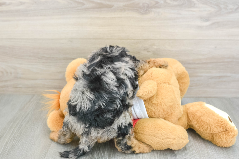 Best Cavapoo Baby