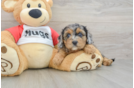 Cavapoo Puppy for Adoption