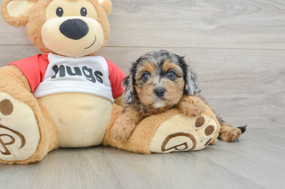 6 week old Cavapoo Puppy For Sale - Puppy Love PR