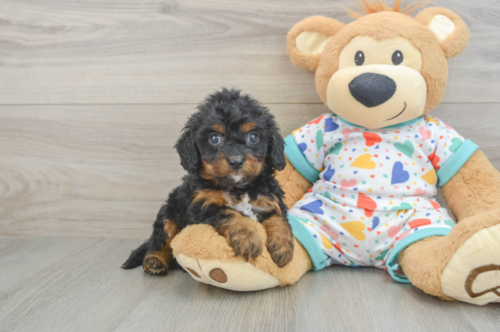 6 week old Cavapoo Puppy For Sale - Puppy Love PR