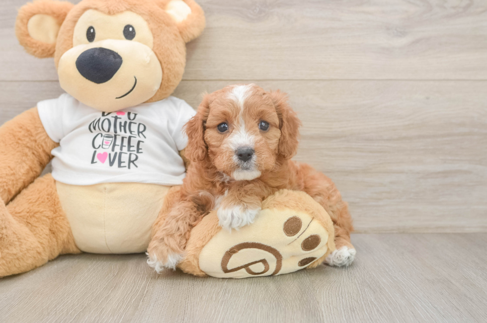 7 week old Cavapoo Puppy For Sale - Puppy Love PR