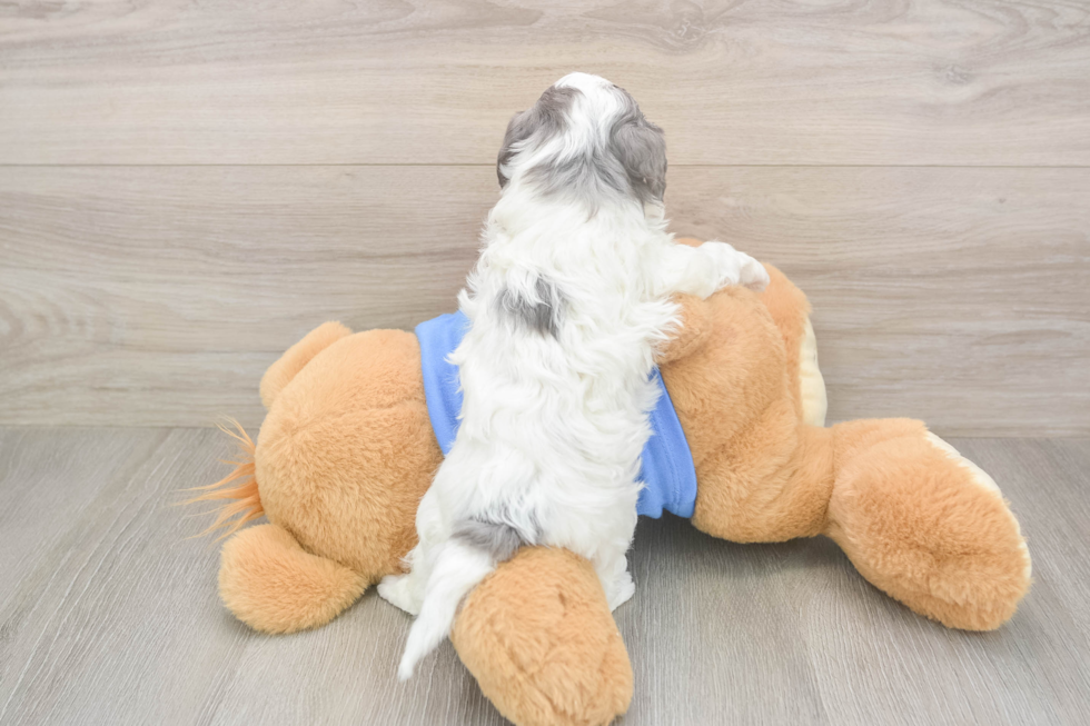 Cavapoo Puppy for Adoption