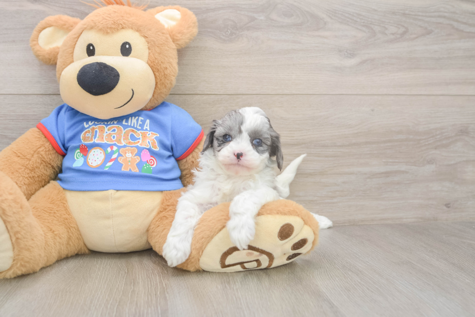Cavapoo Pup Being Cute
