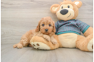 Best Cavapoo Baby