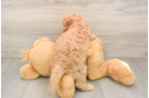 Playful Cavapoodle Poodle Mix Puppy