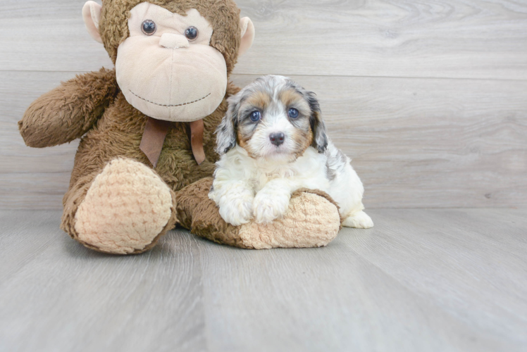 Meet Winnie - our Cavapoo Puppy Photo 1/3 - Puppy Love PR Best Cavapoo Baby