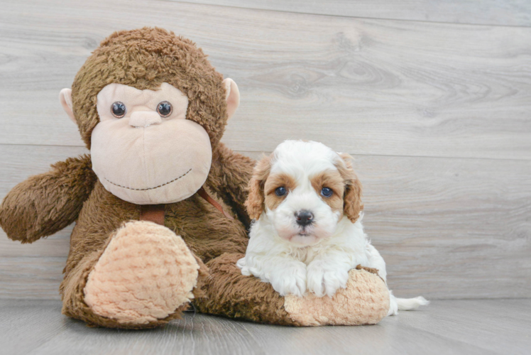 Meet Winnie - our Cavapoo Puppy Photo 1/3 - Puppy Love PR Popular Cavapoo Poodle Mix Pup